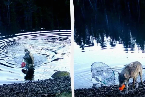 Вовк пірнув у море за здобиччю: камера зняла унікальний випадок у дикій природі