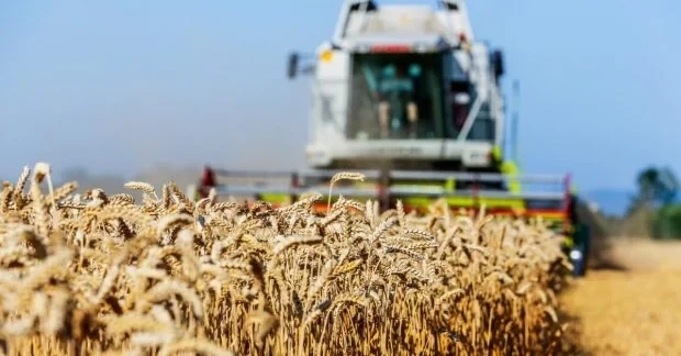 Українське зерно можуть обмежити на ринку ЄС після вступу: Брюссель готує особливі умови